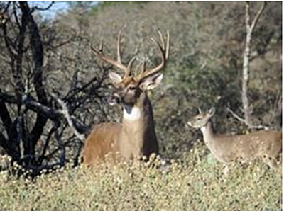 Crenwelge Ranch whitetail deer hunting in the Texas Hill Country.