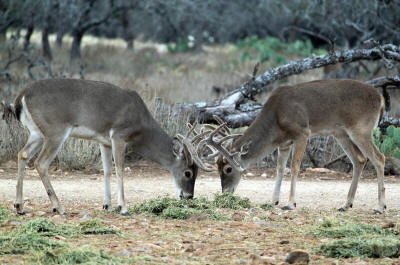 Whitetail Deer Hunting